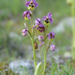 Ophrys ficalhoana, Villasana de Mena (Burgos) 26-04-16