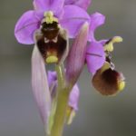 Ophrys ficalhoana, Villasana de Mena (Burgos) 30-04-16