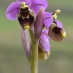 Ophrys ficalhoana, Villasana de Mena (Burgos) 30-04-16