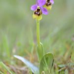 Ophrys ficalhoana, Villasana de Mena (Burgos) 31-03-16