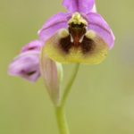 Ophrys ficalhoana, Villasana de Mena (Burgos) 31-05-16