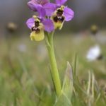 Ophrys ficalhoana, Villasana de Mena (Burgos) 4-04-16
