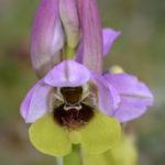 Ophrys ficalhoana, Villasana de Mena (Burgos) 4-04-16