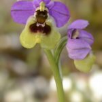 Ophrys ficalhoana, Villasana de Mena (Burgos) 6-04-16