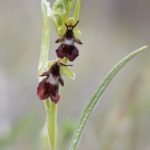 Ophrys insectifera. Villasana de Mena (Burgos) 03-05-16