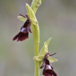 Ophrys insectifera. Villasana de Mena (Burgos) 03-05-16