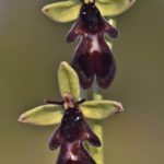 Ophrys insectifera. Villasana de Mena (Burgos) 04-05-16