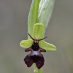 Ophrys insectifera. Villasana de Mena (Burgos) 19-04-16