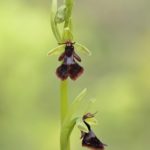 Ophrys insectifera. Villasana de Mena (Burgos) 25-05-16