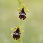 Ophrys insectifera. Villasana de Mena (Burgos) 30-05-16