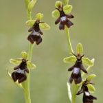 Ophrys insectifera. Villasana de Mena (Burgos) 30-05-16