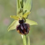 Ophrys passionis 13-04-16. Aro(L a Rioja)
