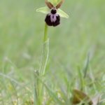 Ophrys passionis 14-04-16. Ameyugo (Burgos)