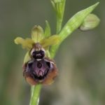 Ophrys passionis 14-04-16. Ameyugo (Burgos)