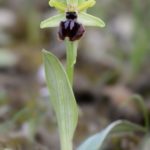 Ophrys passionis 21-04-16. Valle de Mena (Burgos)