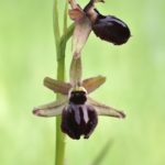 Ophrys passionis 29-04-16. Ameyugo (Burgo) (Burgos)