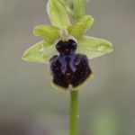 Ophrys passionis 6-05-16. Valle de Mena (Burgos)
