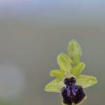 Ophrys passionis 6-05-16. Valle de Mena (Burgos)