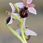 Ophrys passionis 8-05-16. Valle de Mena (Burgos)