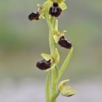 Ophrys passionis 8-05-16. Valle de Mena (Burgos)