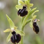 Ophrys passionis. 19-04-16. Valle de Mena (Burgos)