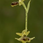 Ophrys riojana (La Rioja) 2-06-2016