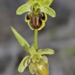 Ophrys sphegodes, Villasana de Mena (Burgos) 10-04-16