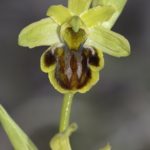 Ophrys sphegodes, Villasana de Mena (Burgos) 9-04-16