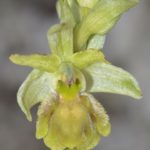 Ophrys sphegodes, Villasana de Mena (Burgos) 10-04-16