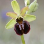 Ophrys sphegodes, Villasana de Mena (Burgos) 12-04-16