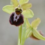 Ophrys sphegodes, Villasana de Mena (Burgos) 12-04-16