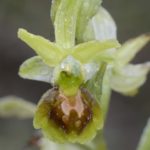 Ophrys sphegodes, Villasana de Mena (Burgos) 15-04-16
