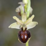 Ophrys sphegodes, Villasana de Mena (Burgos) 15-04-16
