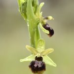 Ophrys sphegodes, Villasana de Mena (Burgos) 17-04-16