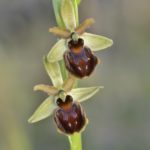 Ophrys sphegodes, Villasana de Mena (Burgos) 18-04-16