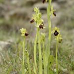 Ophrys sphegodes, Villasana de Mena (Burgos) 18-04-16