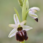 Ophrys sphegodes, Villasana de Mena (Burgos) 19-04-16