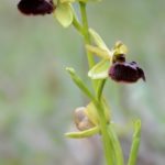 Ophrys sphegodes, Villasana de Mena (Burgos) 20-04-16