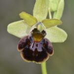Ophrys sphegodes, Villasana de Mena (Burgos) 20-04-16