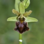 Ophrys sphegodes, Villasana de Mena (Burgos) 21-04-16