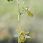 Ophrys sphegodes, Villasana de Mena (Burgos) 30-04-16
