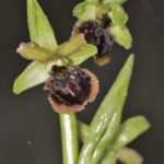 Ophrys sphegodes, Villasana de Mena (Burgos) 31-03-16