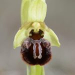 Ophrys sphegodes, Villasana de Mena (Burgos) 4-04-16