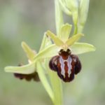 Ophrys sphegodes, Villasana de Mena (Burgos) 5-05-16