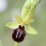 Ophrys sphegodes, Villasana de Mena (Burgos) 5-05-16