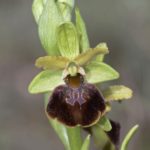Ophrys sphegodes, Villasana de Mena (Burgos) 6-04-16