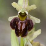 Ophrys sphegodes, Villasana de Mena (Burgos) 6-04-16