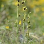 Ophrys subinsectifera. Navarra, 20-05-2016