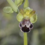 Ophrys vasconica, Valle de Mena. Marzo-Abril 2016.