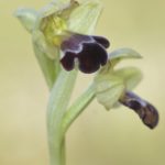 Ophrys vasconica, Valle de Mena. Marzo-Abril 2016.